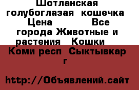Шотланская голубоглазая  кошечка › Цена ­ 5 000 - Все города Животные и растения » Кошки   . Коми респ.,Сыктывкар г.